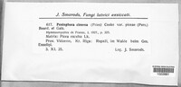 Peniophora cinerea image